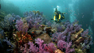 Underwater Naturalist Diver