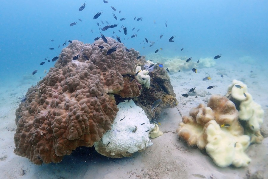 การฟอกขาวของปะการัง (Coral Bleaching)