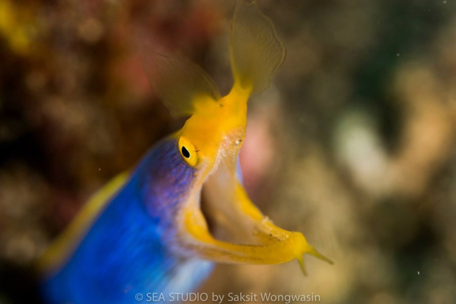 Macro Shooting Dive Site