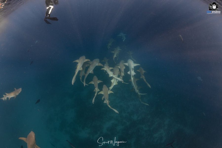Dive Vavuu Atoll