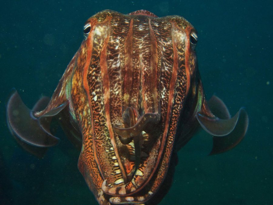 Dive Similan