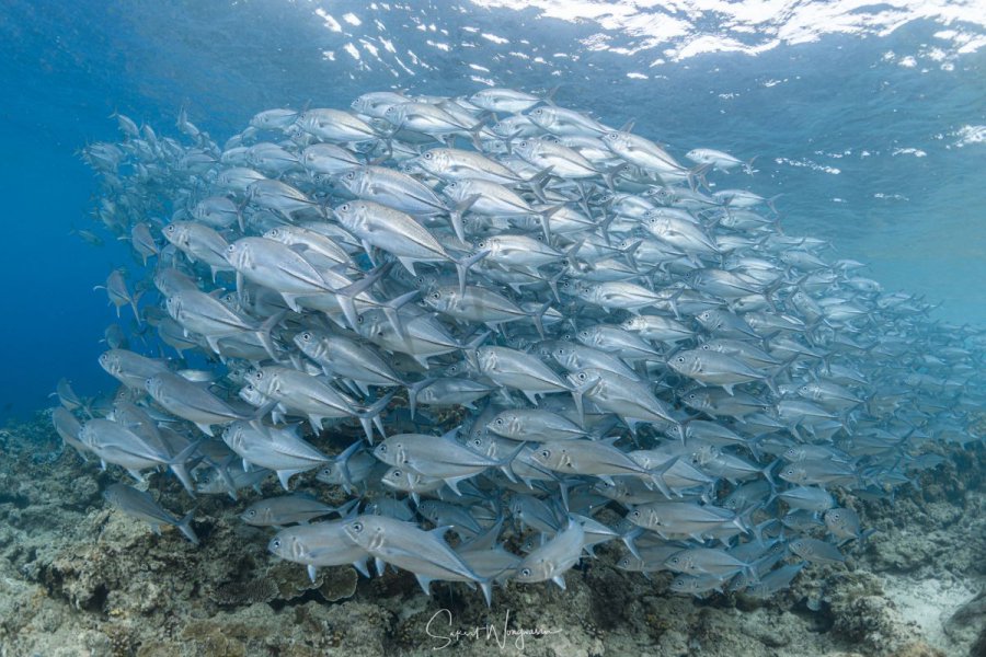 Dive Sipadan 