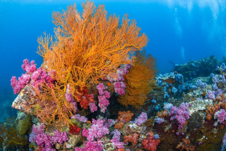  Dive the North and South of the Andaman Sea