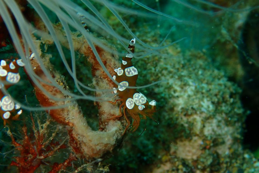 Dive Macro Anilao