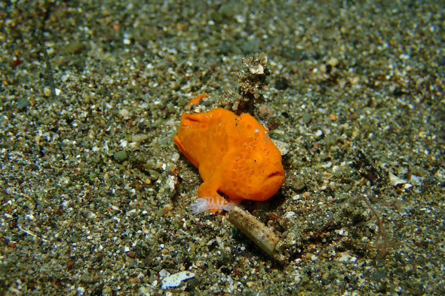 Dive Macro Anilao