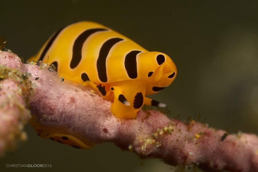 Marine life found around dive site