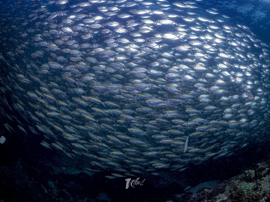 Dive Site Chumphon