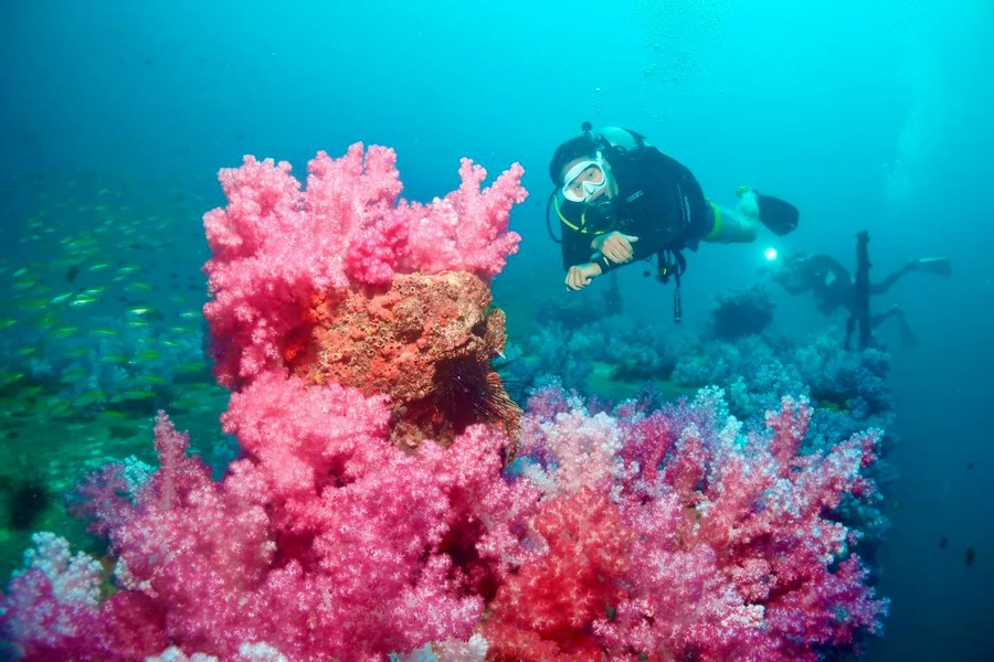 เรือจมคิงครุยส์เซอร์ (Dive King Cruiser Wreck)