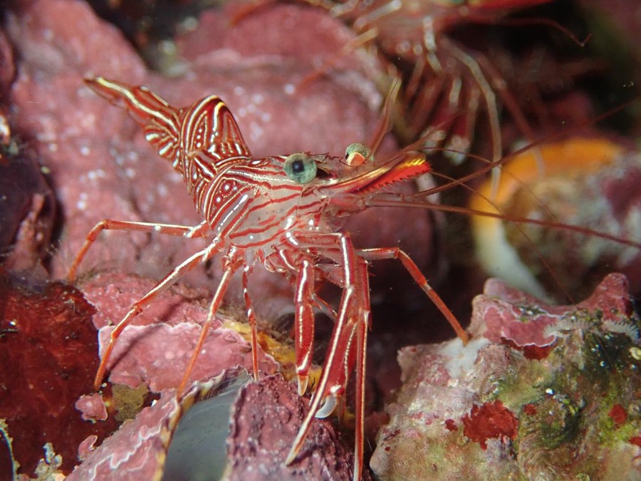 เกาะดอกไม้ (Dive Koh Dokmai)