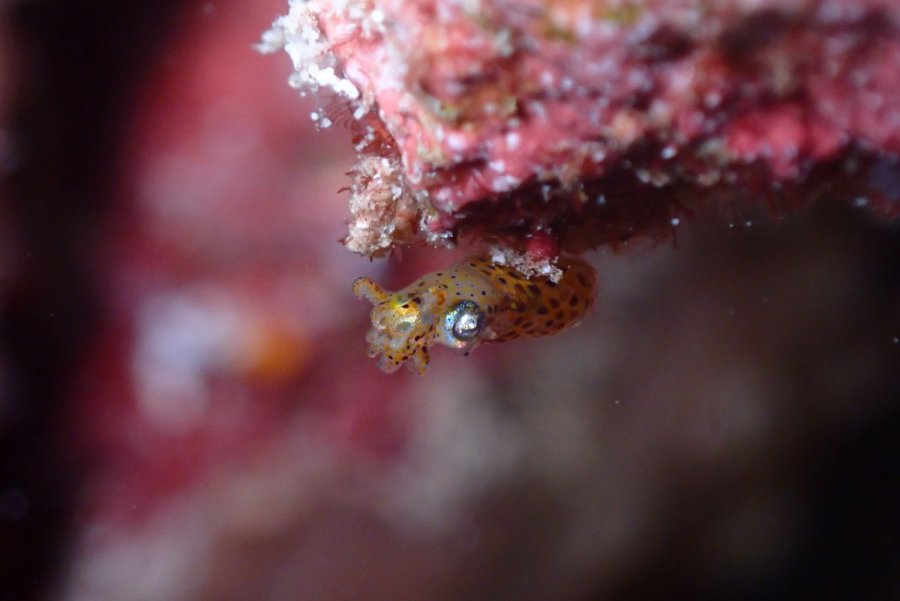 Dive the North and South of the Andaman Sea