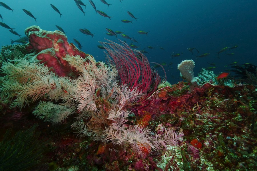 Dive at Banda Sea