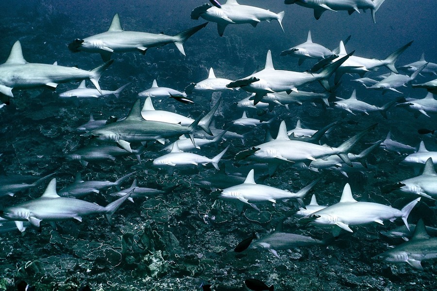 Dive with Hammerhead Sharks