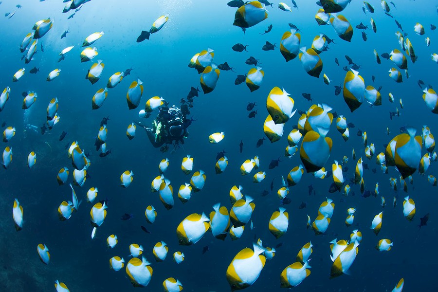 Marine life found around dive site