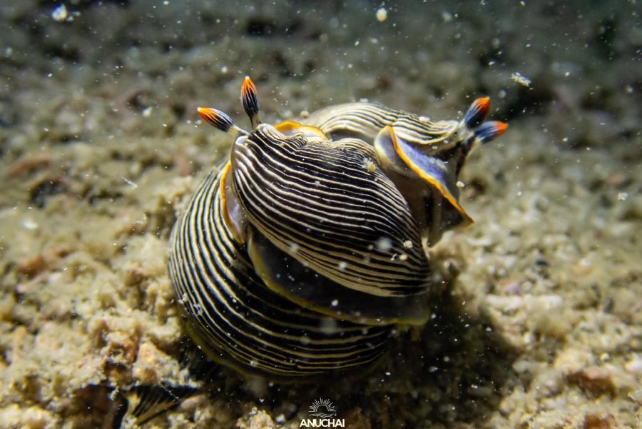Credit by SUNRAY