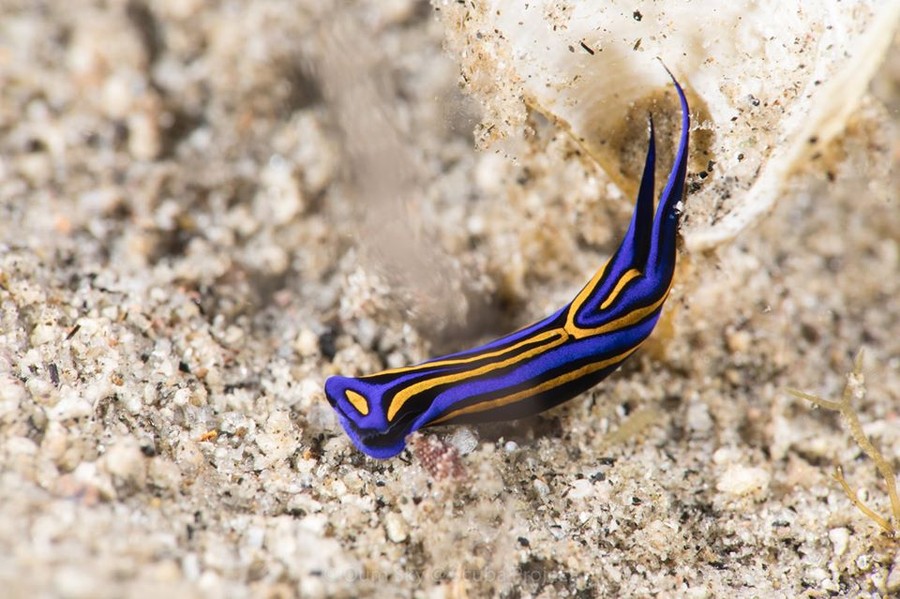 Chelidonura (Head Shielded Slugs)