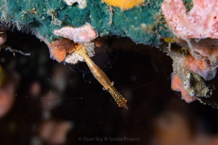 Donald Duck Shrimp
