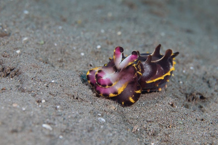 Flamboyant Cuttlefish