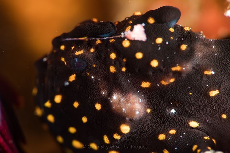 Painted Frogfish