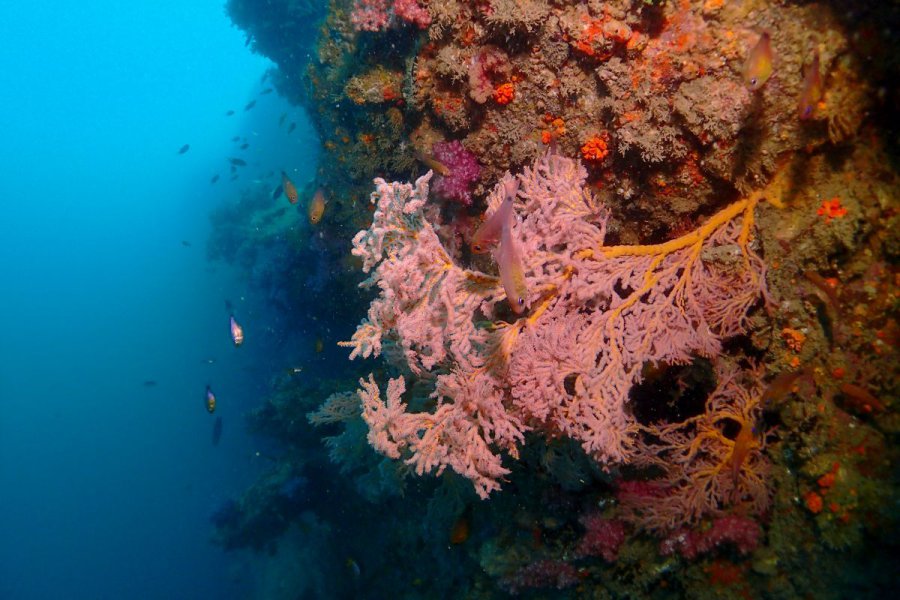 credit : https://phuketdivecenter.com/