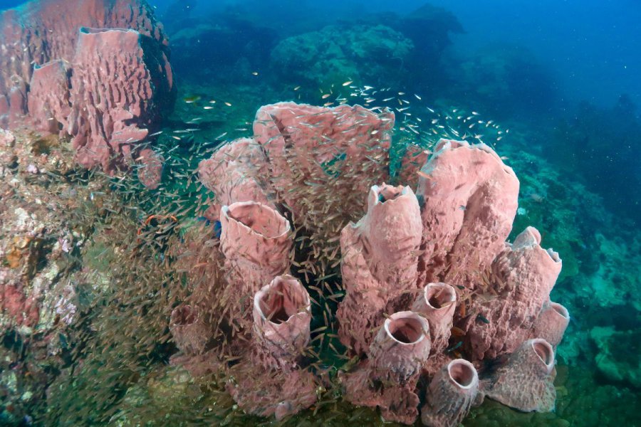 credit : https://phuketdivecenter.com/