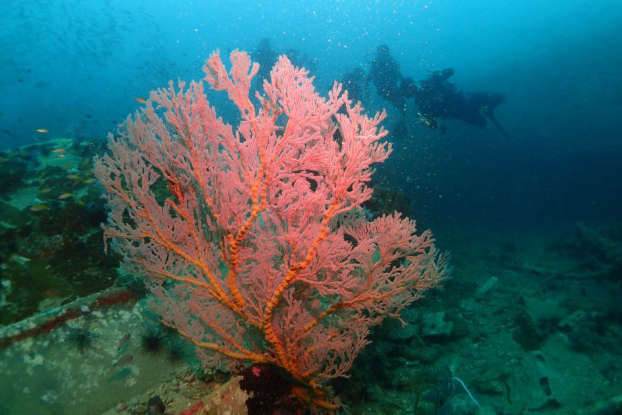 credit : https://phuketdivecenter.com/