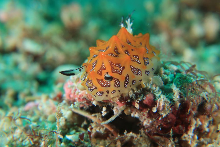 credit : https://phuketdivecenter.com/