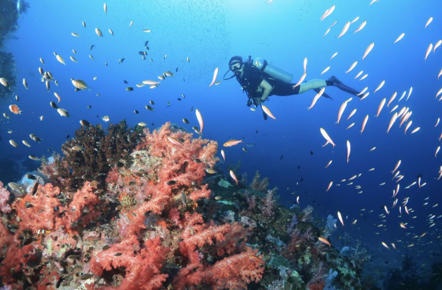 credit : https://phuketdivecenter.com/