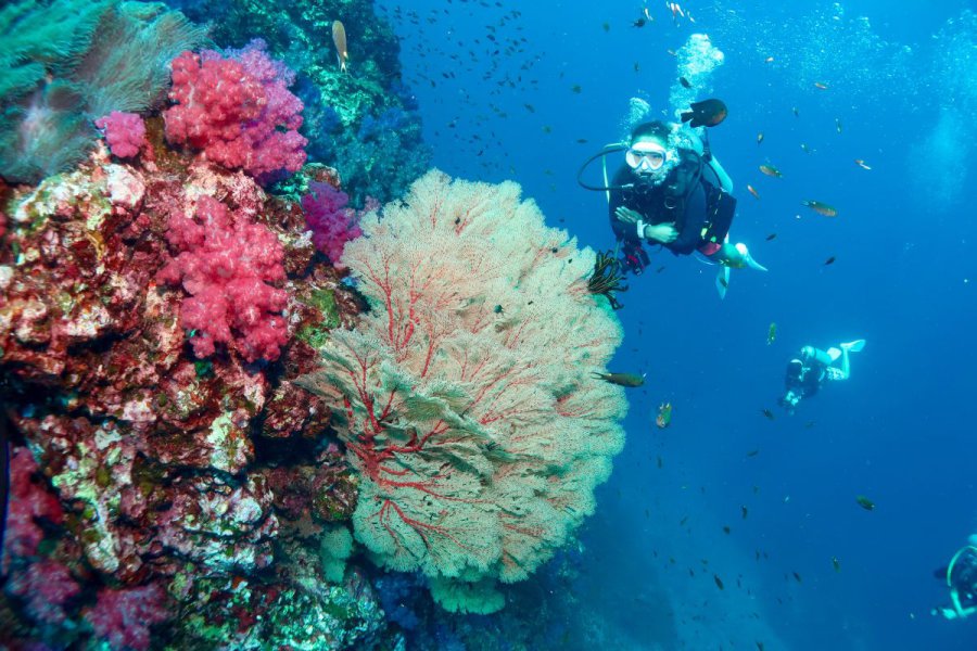 credit : https://phuketdivecenter.com/