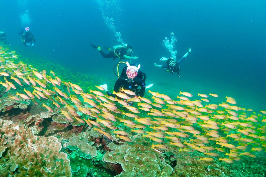 credit : https://phuketdivecenter.com/