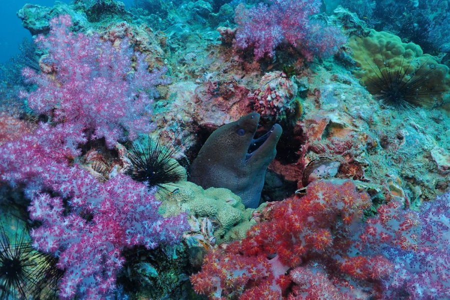credit : https://phuketdivecenter.com/