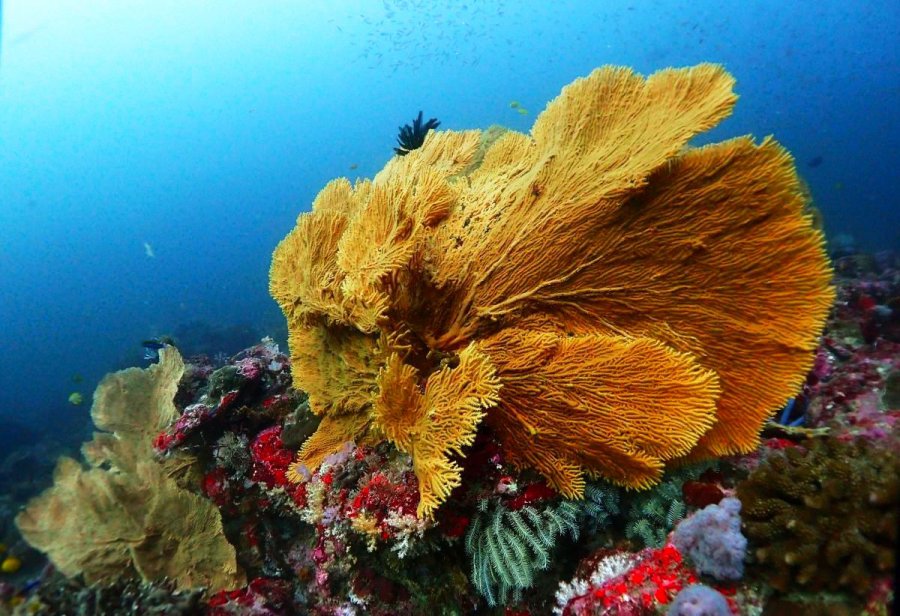 Dive Similan