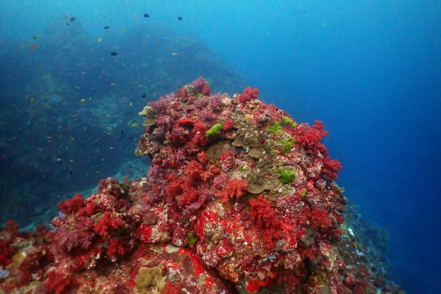  Dive the North and South of the Andaman Sea