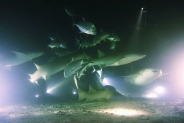 FreedomDIVE.com