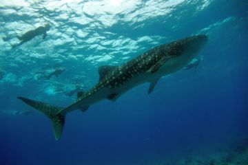 FreedomDIVE.com